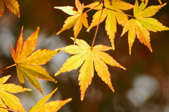 紅葉_紅葉山公園