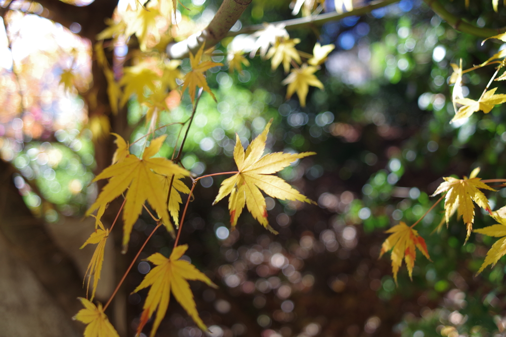 モミジ_紅葉山公園