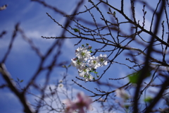 十月桜_新宿御苑