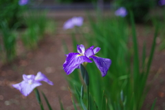 花菖蒲_妙法寺