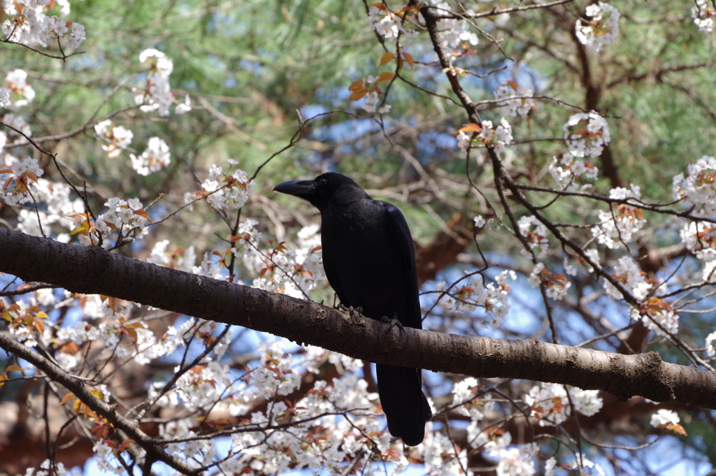 カラスの花見_和田堀公園