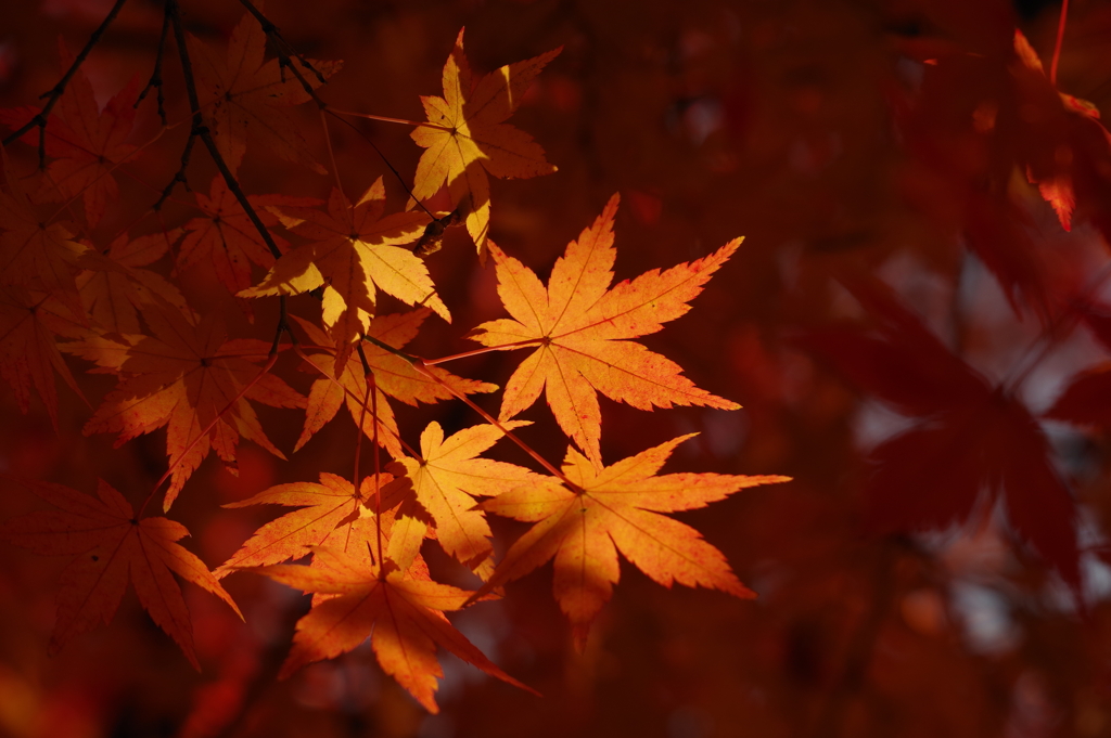 紅葉_紅葉山公園