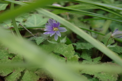 ユキワリイチゲ_林芙美子記念館