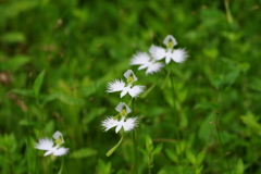 鷺草_昭和記念公園