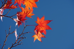 紅葉_国営昭和記念公園