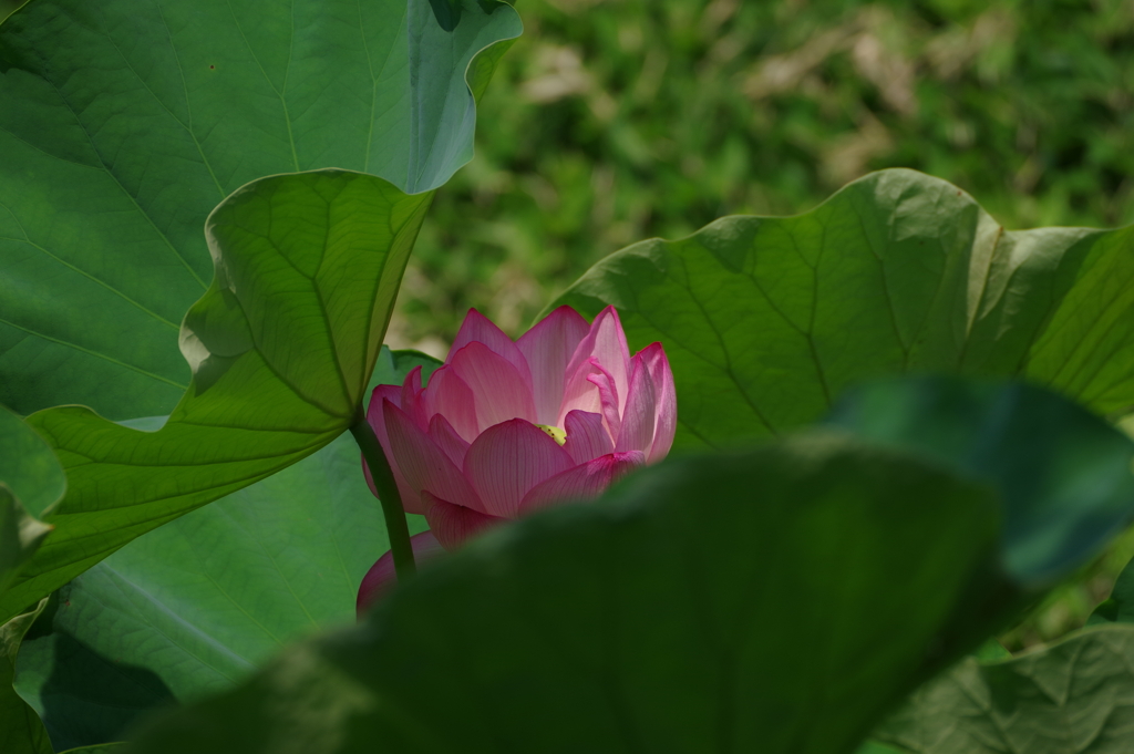 蓮_小石川後楽園
