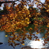 紅葉_昭和記念公園