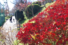 小春日和のお散歩_外濠公園