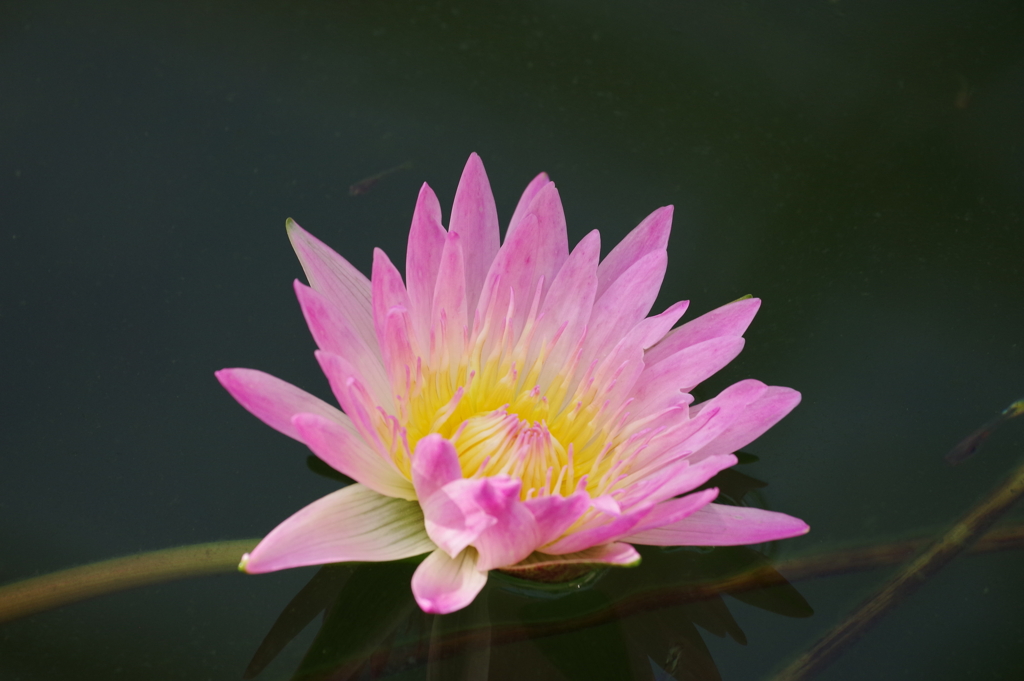 睡蓮_神代植物公園