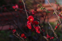 木瓜_桃園川緑道