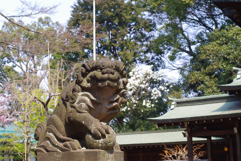 狛犬_代々木八幡宮