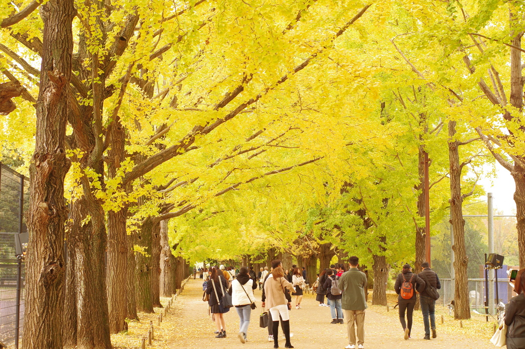 イチョウ並木_昭和記念公園