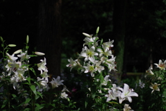 百合_日比谷公園