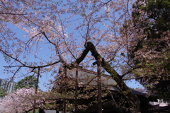 東京桜の標本木_靖国神社