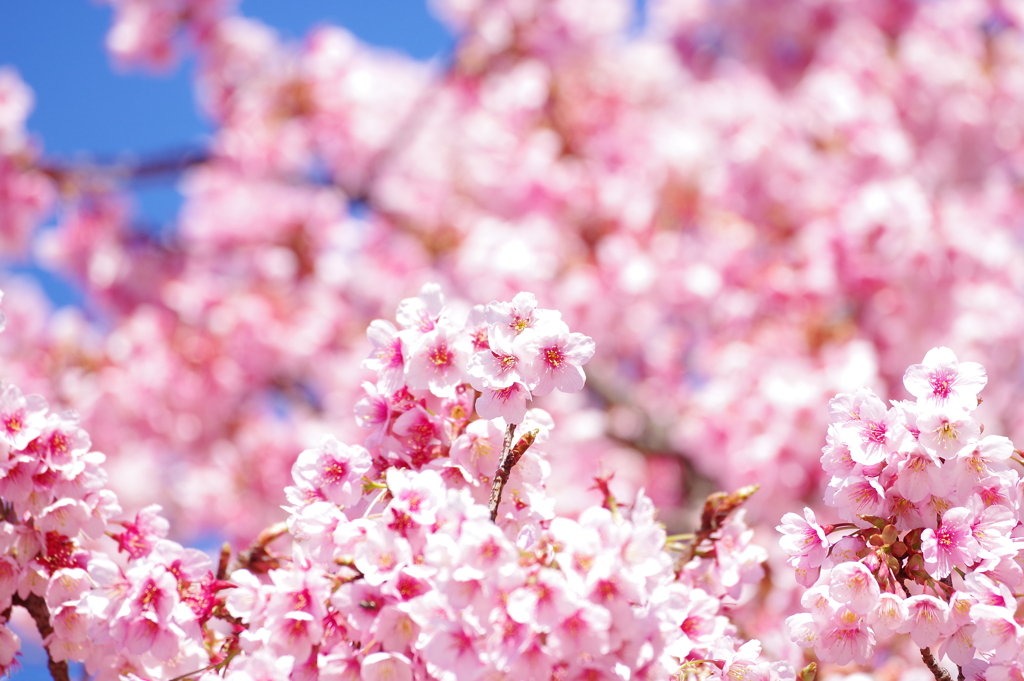 薩摩寒桜_新宿御苑3