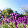 アメジストセージ_昭和記念公園