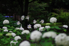 ユリとアナベル_日比谷公園