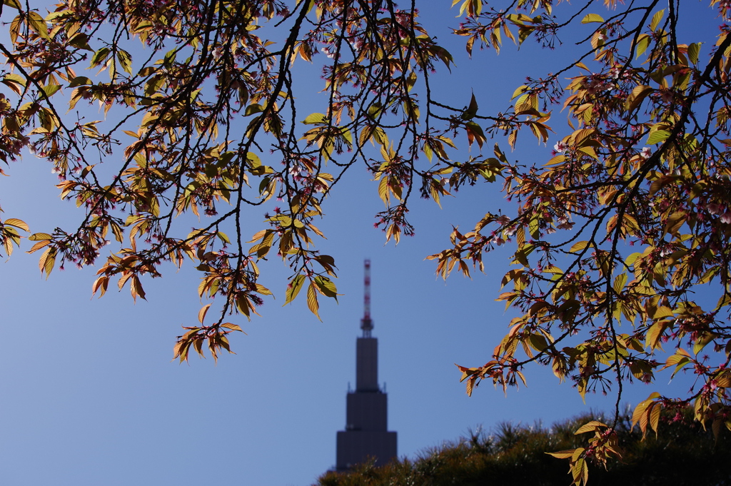 薩摩寒桜_新宿御苑