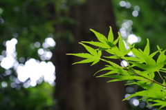 カエデ_馬橋稲荷神社