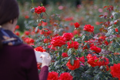バラ_神代植物公園 バラ_神代植物公園