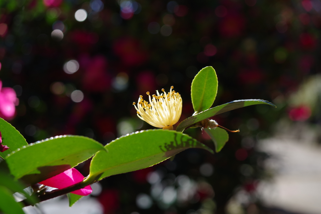 山茶花_紅葉山公園