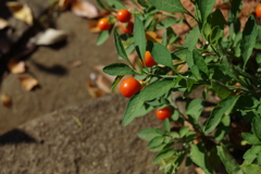 冬珊瑚_林芙美子記念館