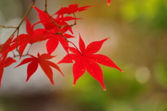 紅葉_大田黒公園