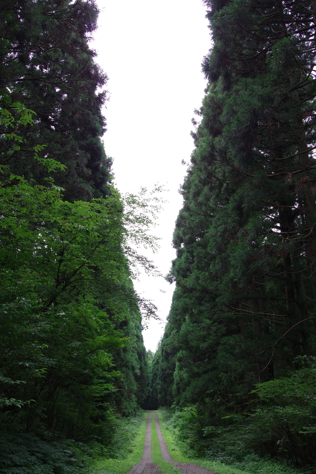 林道_小岩井農場