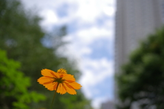 キバナコスモス_新宿中央公園