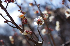 梅_神代植物公園
