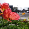 アイスランドポピー_鹿児島県政記念公園