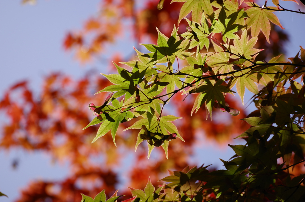 紅葉_紅葉山公園