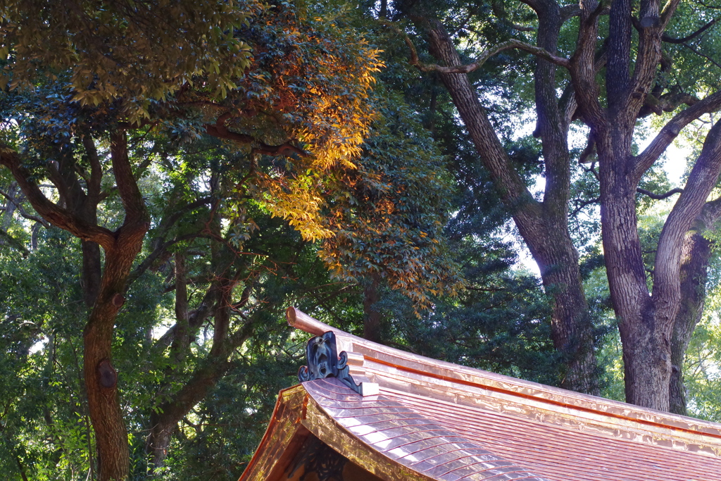 屋根の照り返し_手水舎_明治神宮