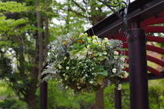 花吊り鉢_新宿中央公園
