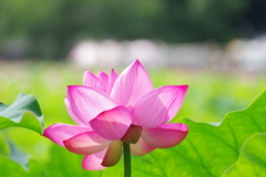 蓮_不忍池_上野恩賜公園