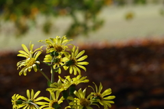 ツワブキ_新宿御苑