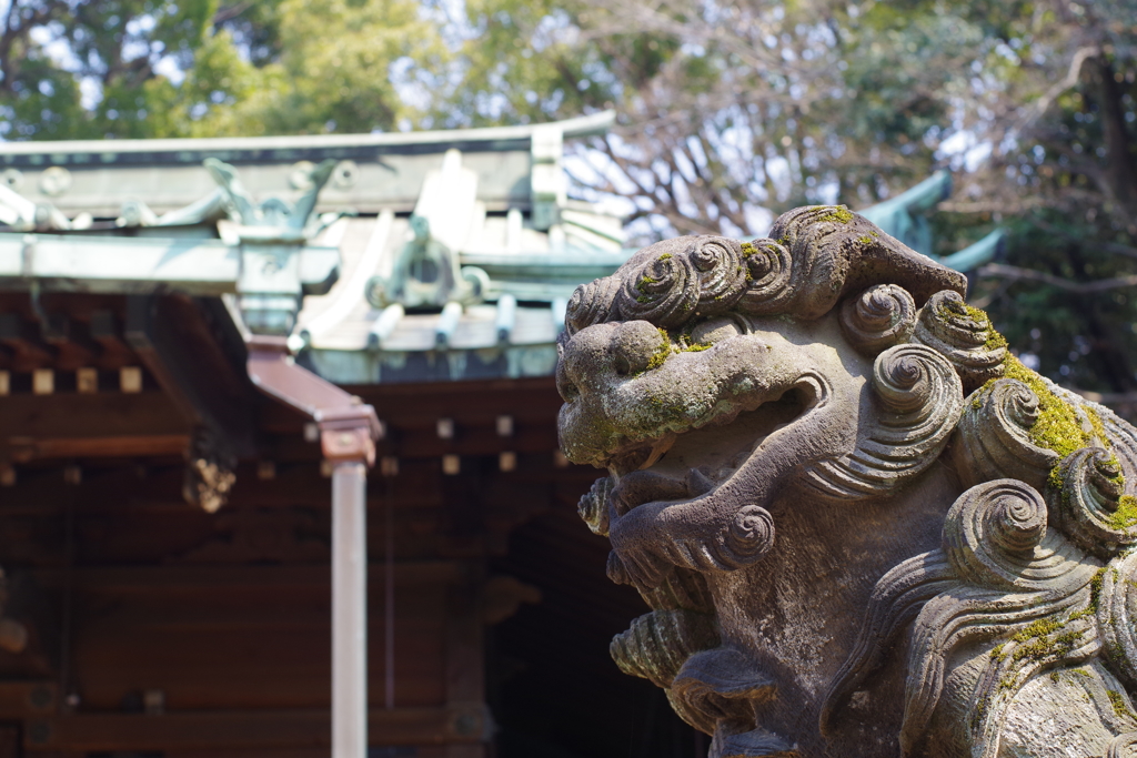 狛犬_代々木八幡宮