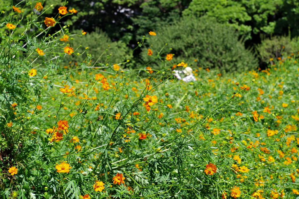 キバナコスモス_浜離宮恩賜公園