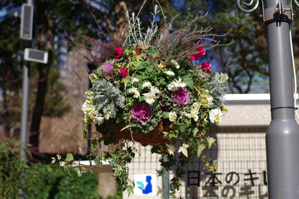 花吊り鉢とキレイなトイレ_新宿中央公園