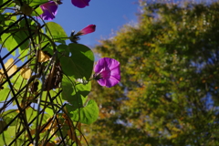 朝顔_新宿中央公園