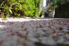 サクラの絨毯_神田川側道