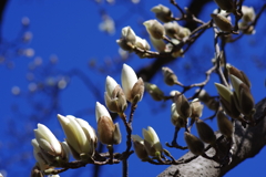 ハクモクレン_新宿御苑