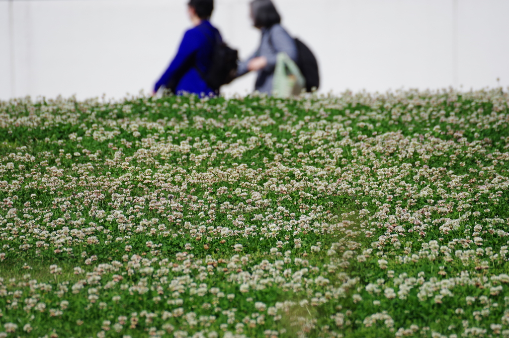 シロツメクサ_神代植物公園