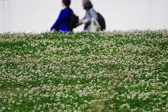 シロツメクサ_神代植物公園