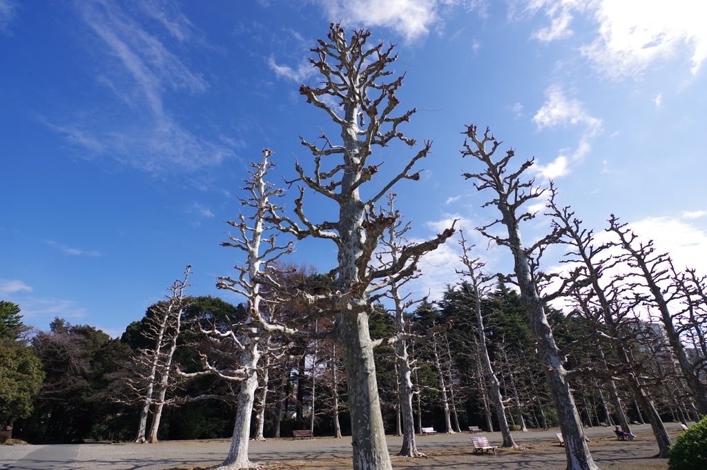 プラタナス並木_新宿御苑