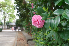 乙女椿_王子神社