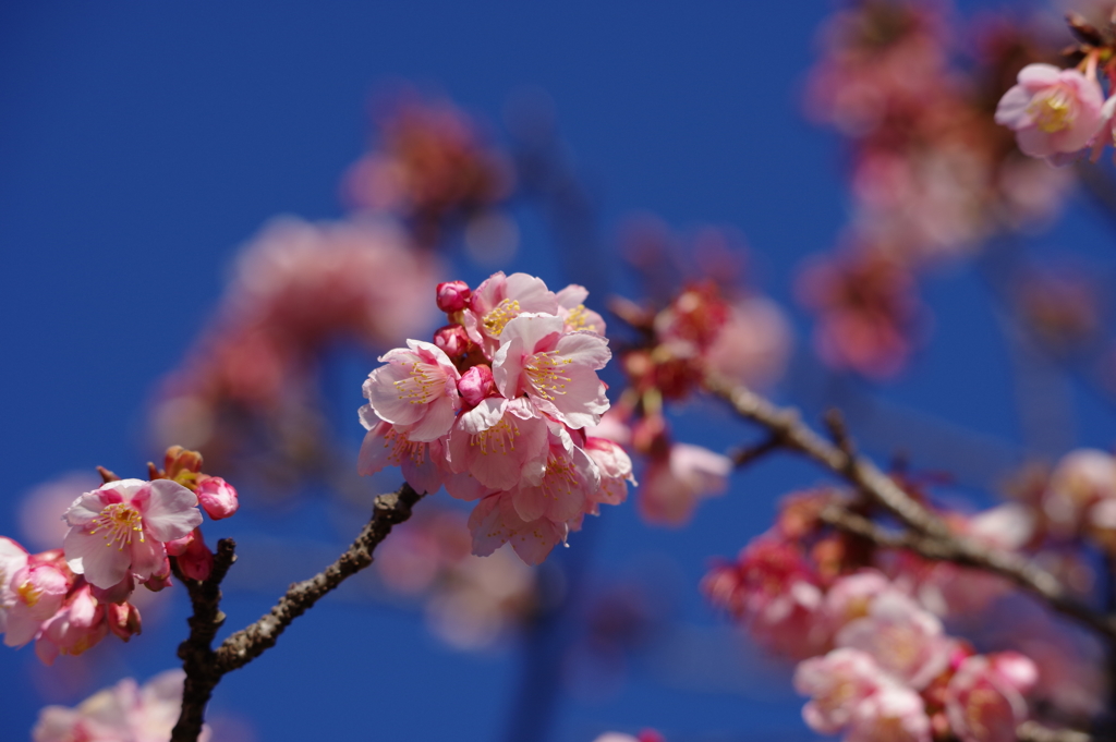 寒桜_新宿御苑