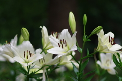 ユリ_日比谷公園
