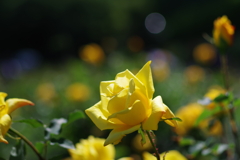 バラ_神代植物公園