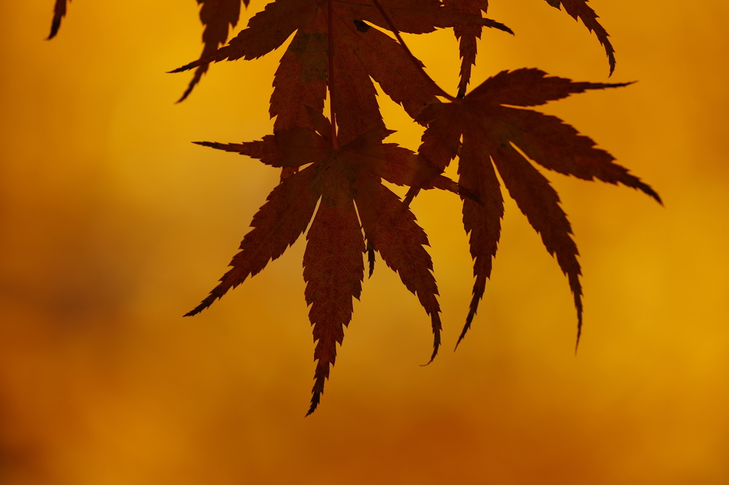 紅葉